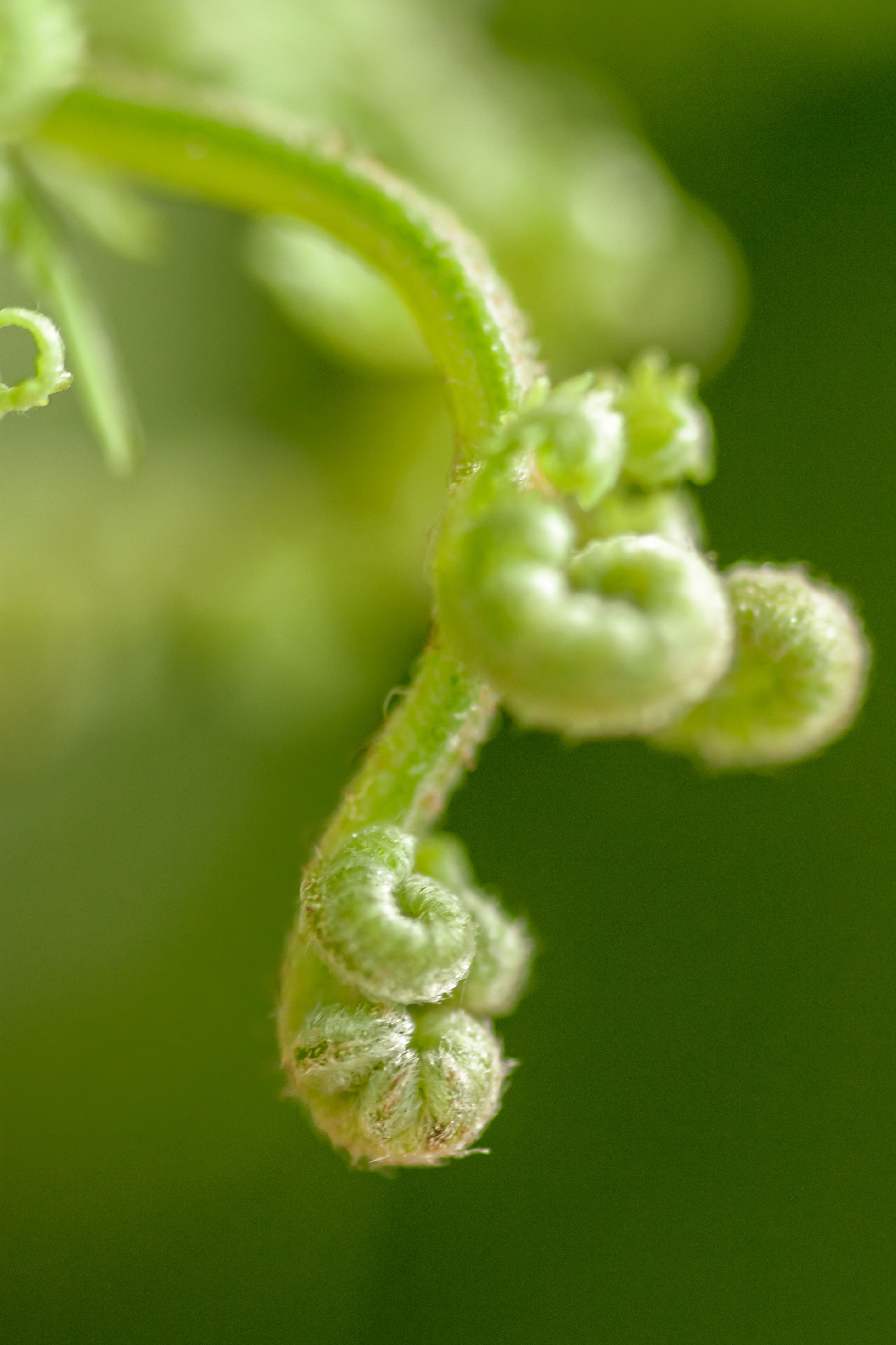 Fotomural Toma macro detallada de espirales verdes vibrantes de helecho desplegándose en primavera.