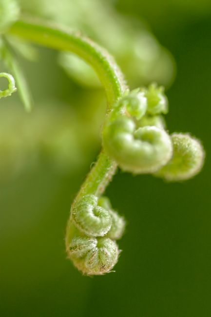 Fotomural Toma macro detallada de espirales verdes vibrantes de helecho desplegándose en primavera.
