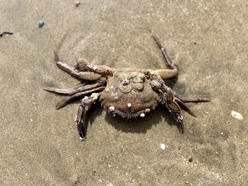 Foto d'estoc gratuïta de cranc, crustaci, fotografia d'animals