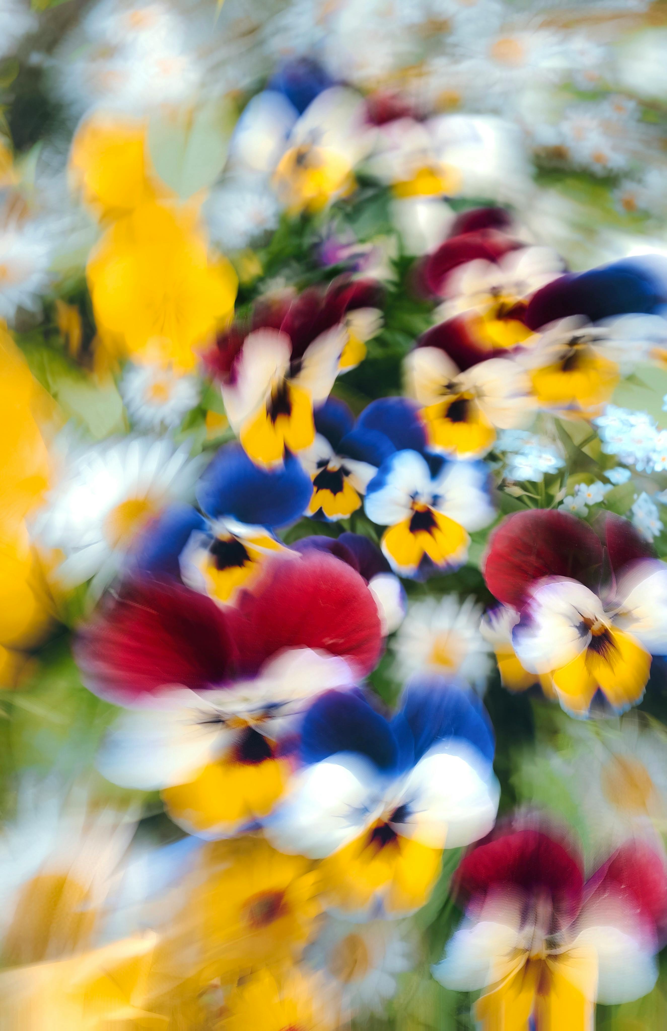 An artistic, colorful blur of pansies and daisies creates a vibrant floral abstraction.
