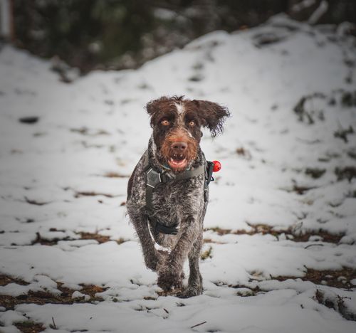 Free Exciting image of a wirehaired dog running through snowy terrain, full of energy and joy. Stock Photo