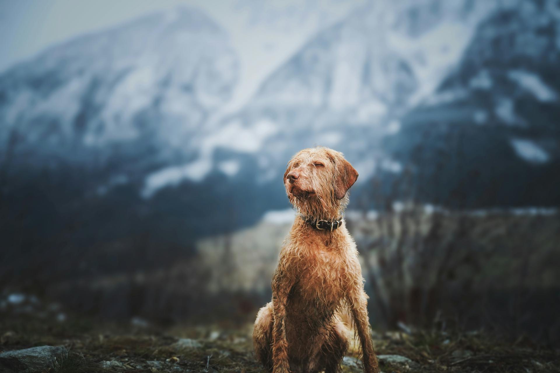 Wirehaired Vizsla Dog Sitting against Mountain Landscape