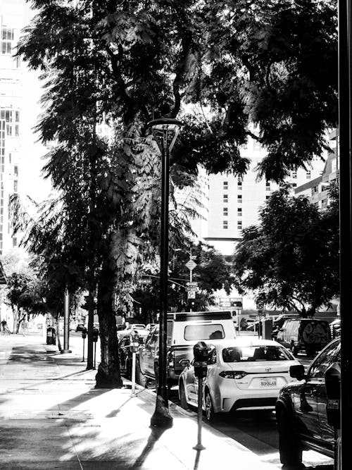 Základová fotografie zdarma na téma auta, budovy, černobílý
