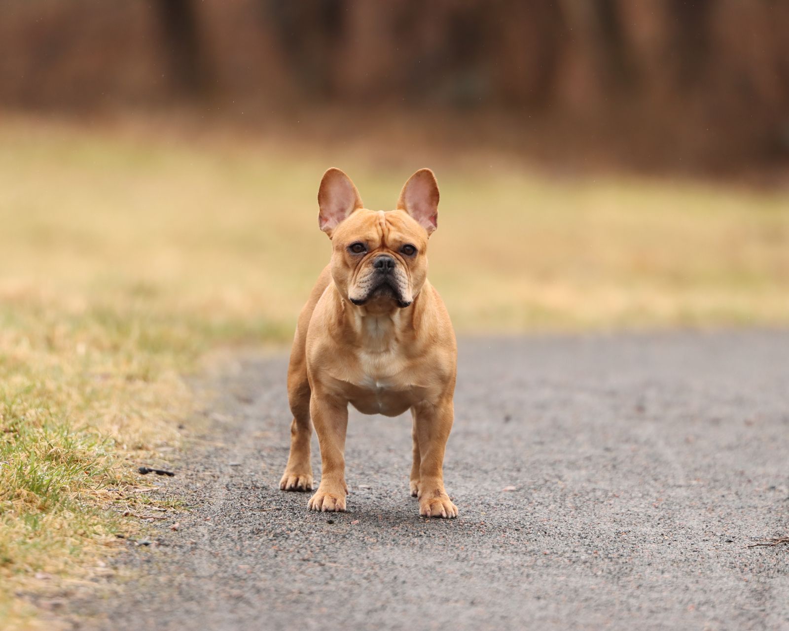 Fawn French Bulldog standing alert on a garden path