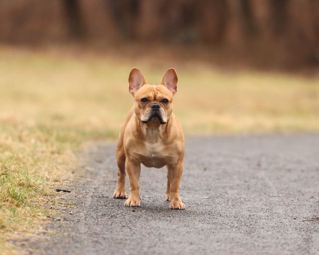 Fawn French Bulldog standing alert on a garden path