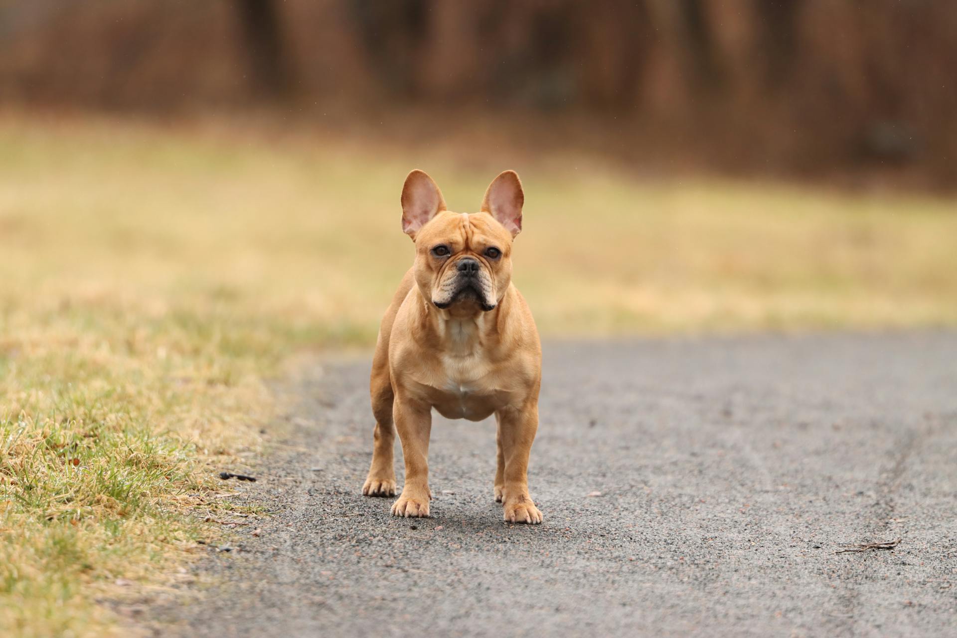 French bulldog