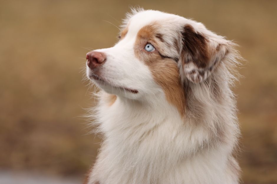 Beautiful portrait of an Australian Shepherd dog with striking blue eyes in Jönköping, Sweden.