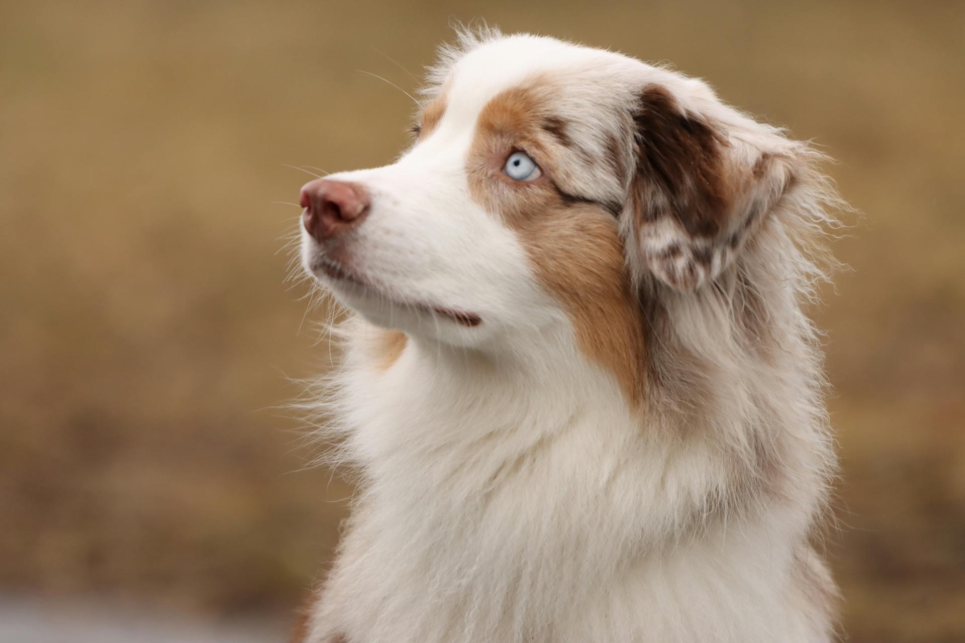 Australiensisk herdehund