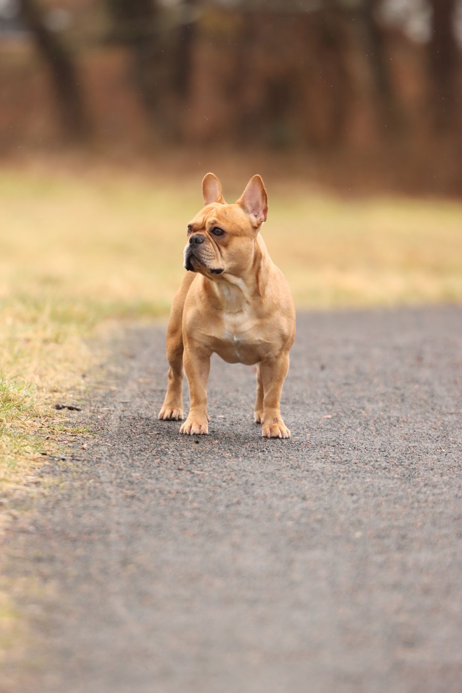 Dışarıda ayakta duran açık kahverengi French Bulldog