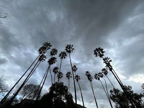 ağaçlar, atmosfer, bulutlar içeren Ücretsiz stok fotoğraf