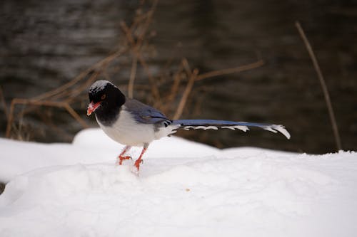Red-billed Blue Magpie in Snow on Lakeshore