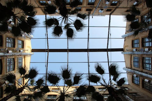 Palm Trees and Glass Ceiling in Les Docks Village Shopping Mall in Marseille