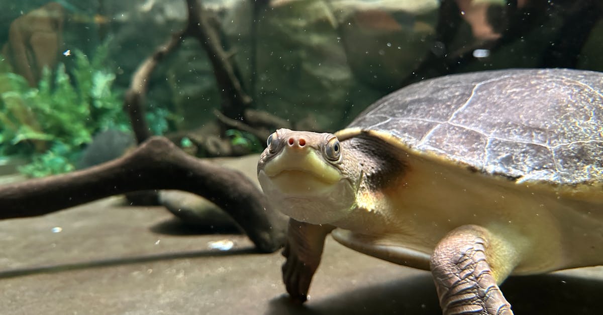 Close-up of a Turtle in a Tank