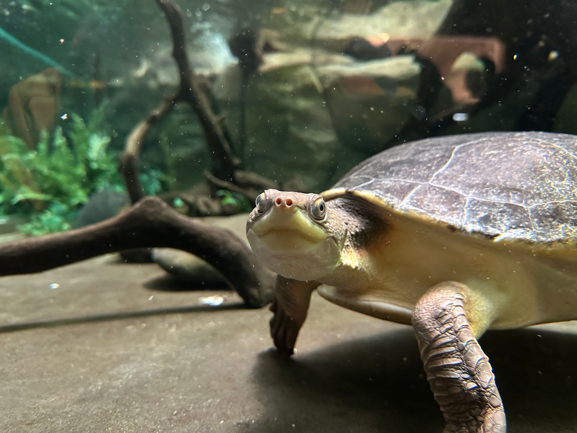 Close-up of a Turtle in a Tank