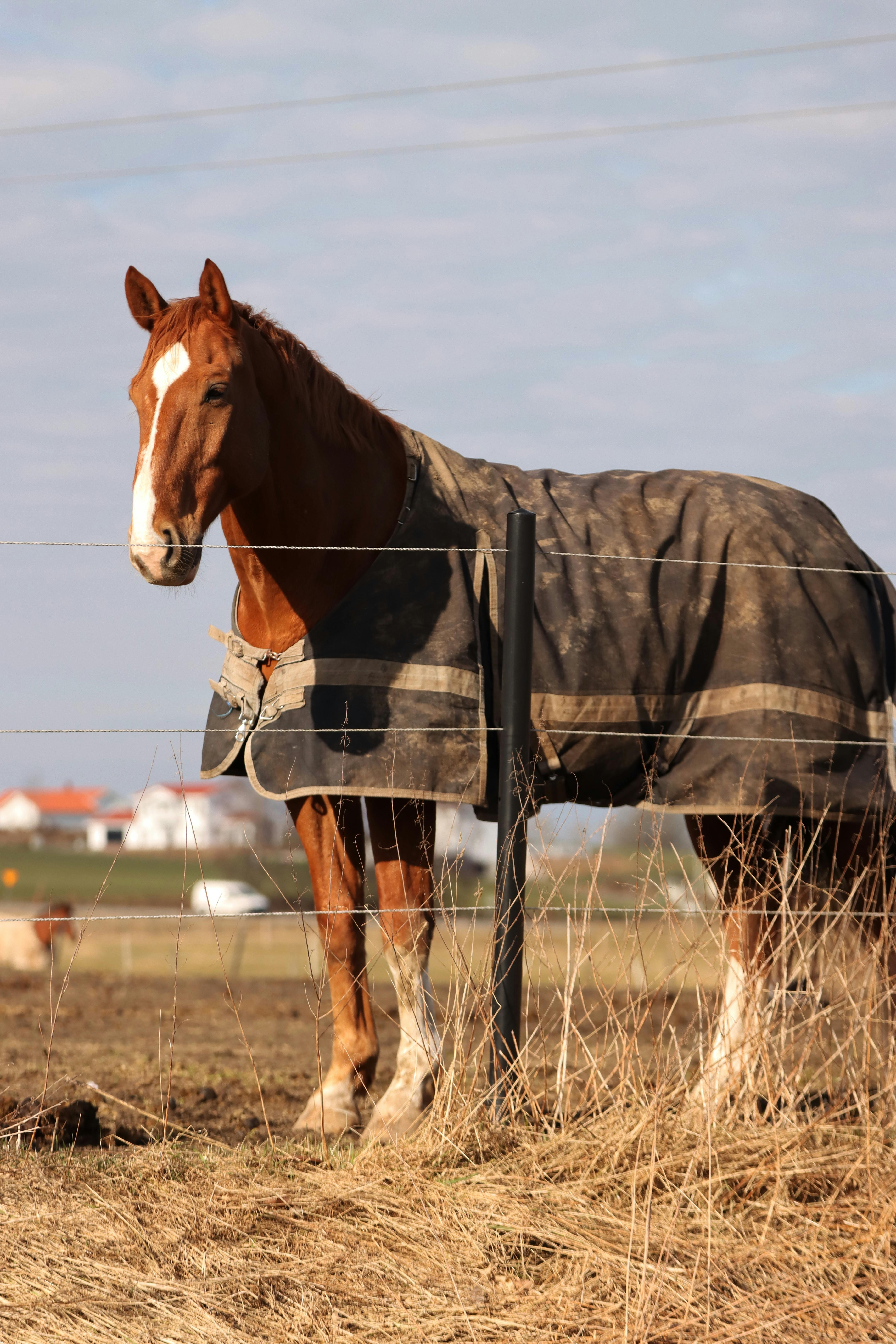 A brown horse wearing a blanket stands by a fence in a Swedish rural field.