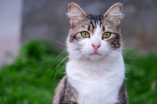 Imagine de stoc gratuită din animal de casă, cap, fotografie de animale