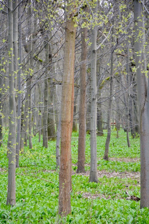 Ilmainen kuvapankkikuva tunnisteilla luonto, metsä, puut