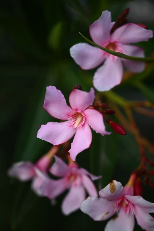 Free Delicate pink oleander flowers captured in a vibrant outdoor display. Stock Photo
