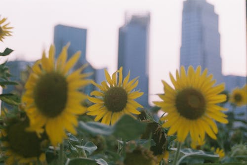 건물, 고층 건물, 노란 꽃의 무료 스톡 사진