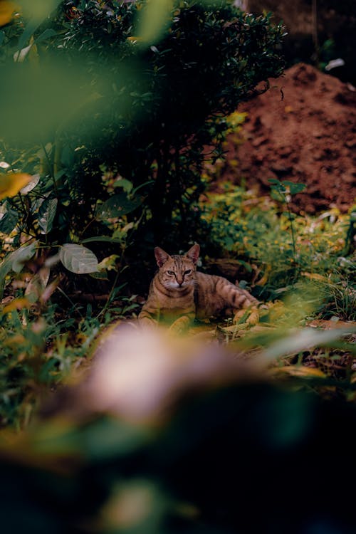 家猫, 水生植物, 流浪猫 的 免费素材图片