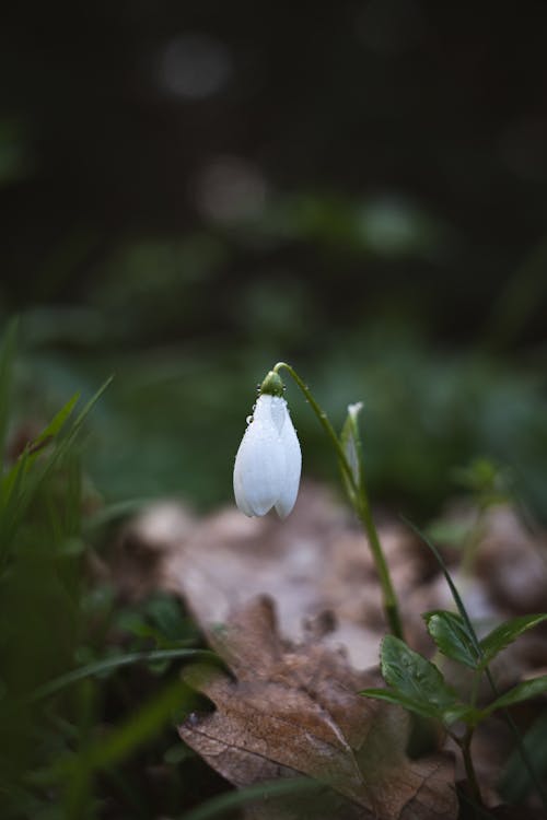A snowdrop flower in the woods