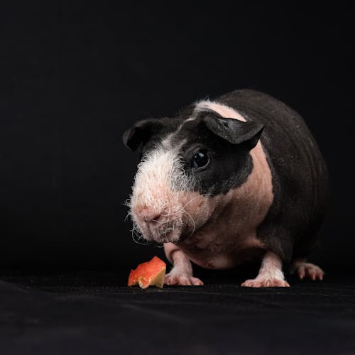 A small black and white guinea pig eating an apple