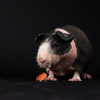 Guinea Pig