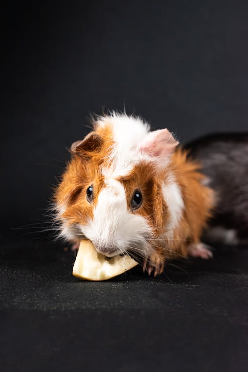 Photo of james, an american guinea pig in kansas city, mo