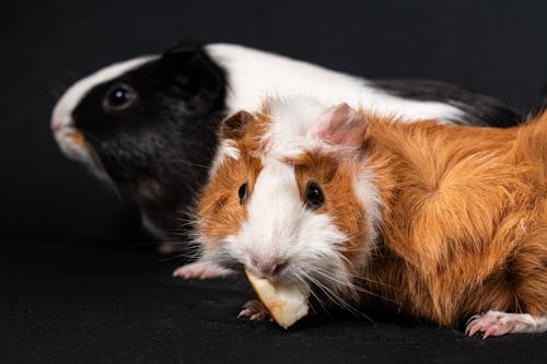 Two guinea pigs eating a piece of food on a black background