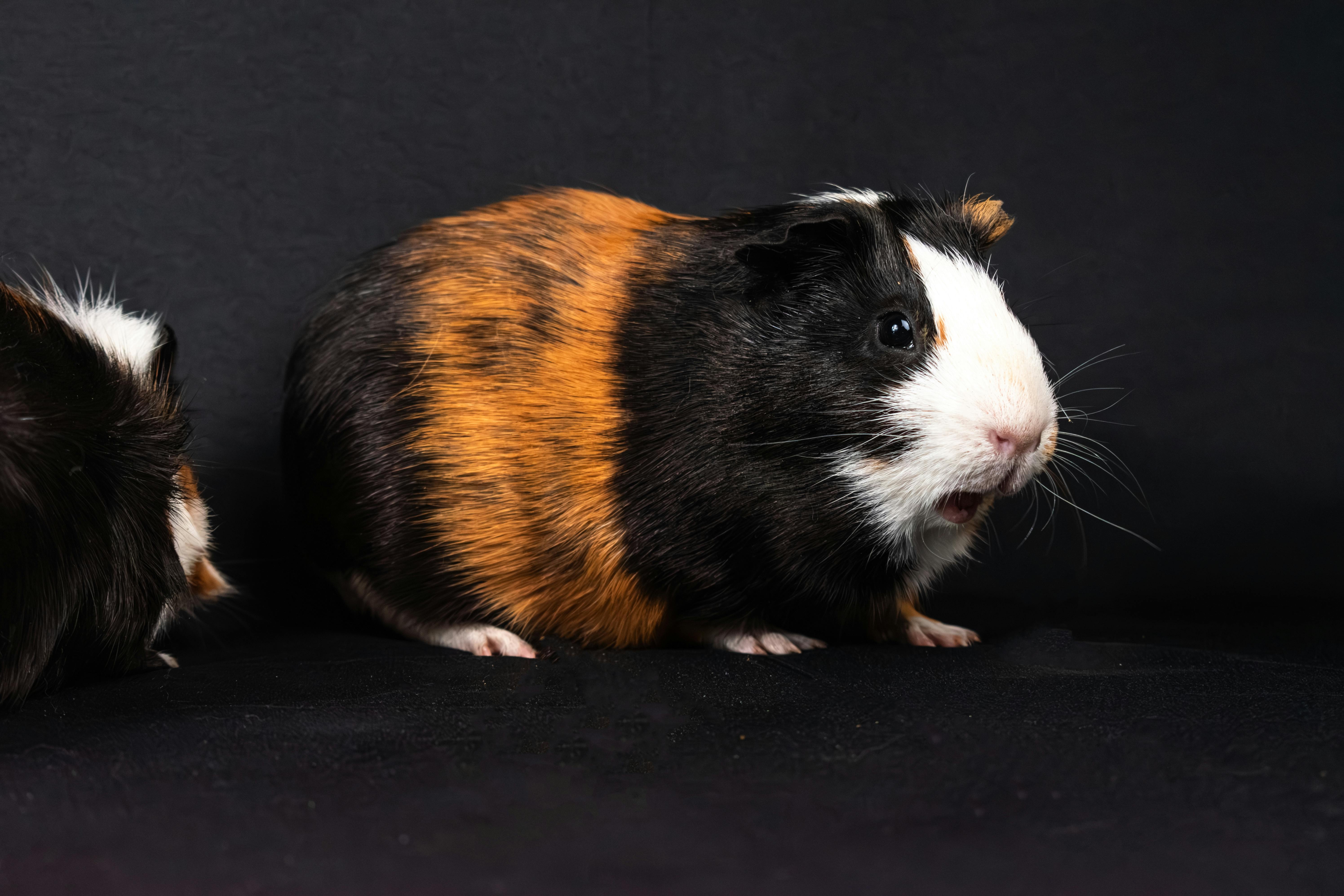 Child with Hamster