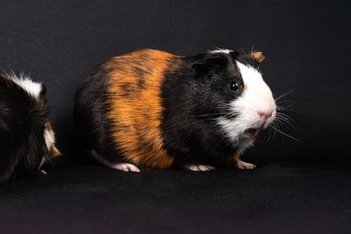 Two guinea pigs are standing next to each other