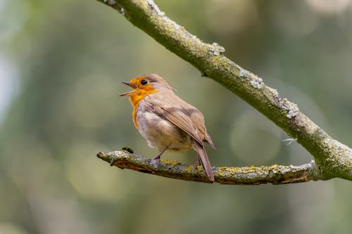 A small bird is perched on a branch