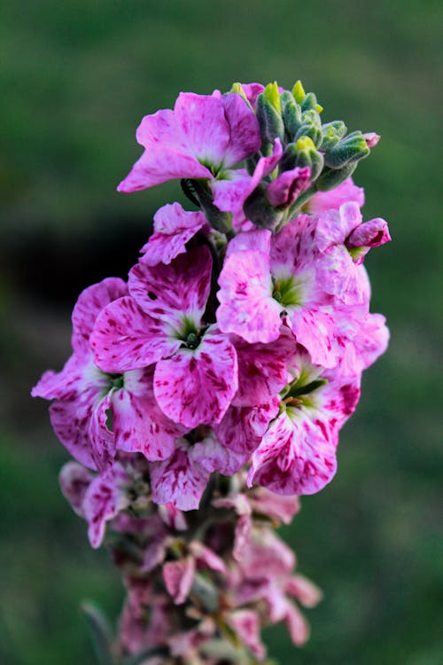 Foto stok gratis alam, berbunga, bunga gilly