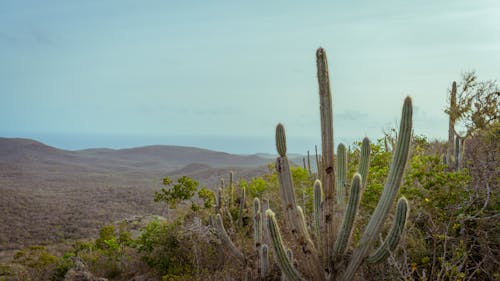 Ilmainen kuvapankkikuva tunnisteilla curacao, jälkiruokakasvi, kaktus