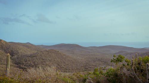 Ilmainen kuvapankkikuva tunnisteilla curacao, jälkiruokakasvi, kaktus