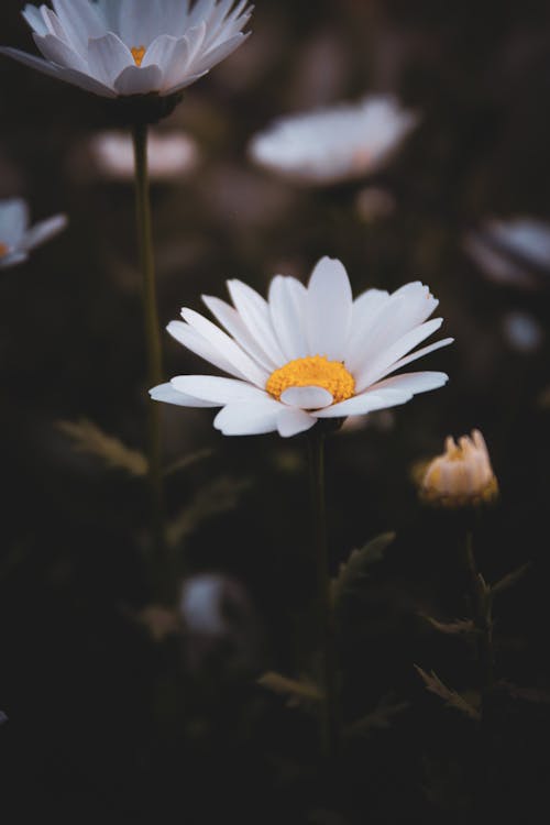 Základová fotografie zdarma na téma bílá květina, detail, jaro