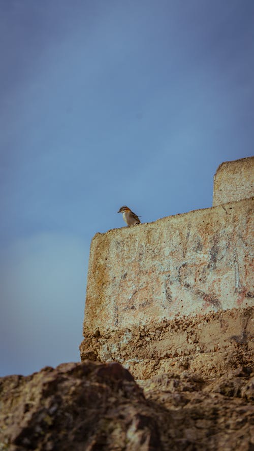 A bird sitting on top of a wall