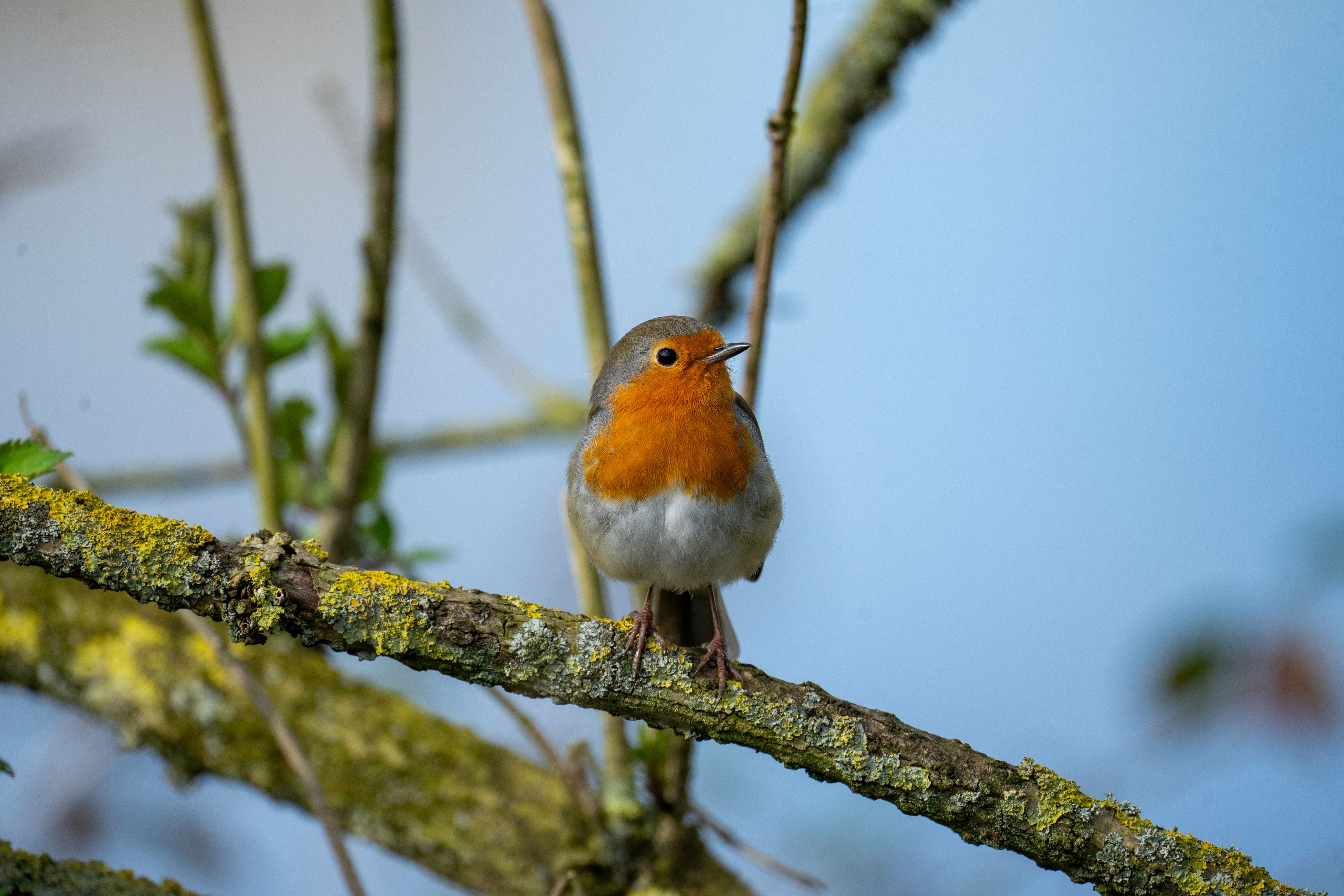 bird has orange breast