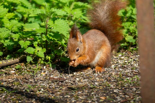 Gratis stockfoto met aarde, bladeren, dierenfotografie