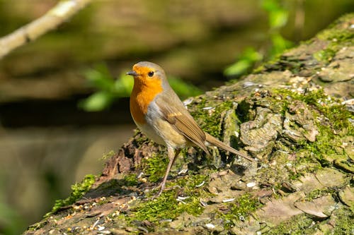 Immagine gratuita di fotografia di animali, fotografia naturalistica, ornitologia