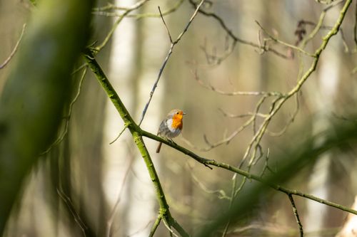 Free A vibrant European robin perched on a tree branch in a serene forest setting. Stock Photo