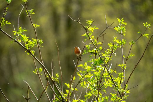 A robin perched among fresh green branches — Wijs (Wise) on Pexels