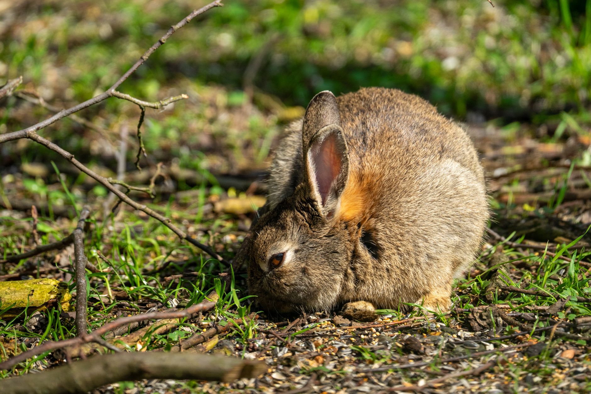 Naturally raised rabbits foraging in a green pasture, symbolizing ethical humanely raised rabbit meat practices