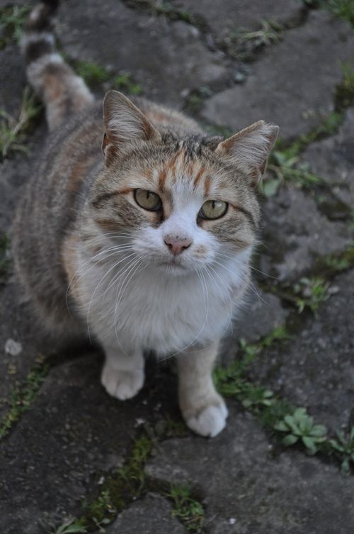Free A curious calico cat looking up while sitting on a stone pavement outdoors. Stock Photo