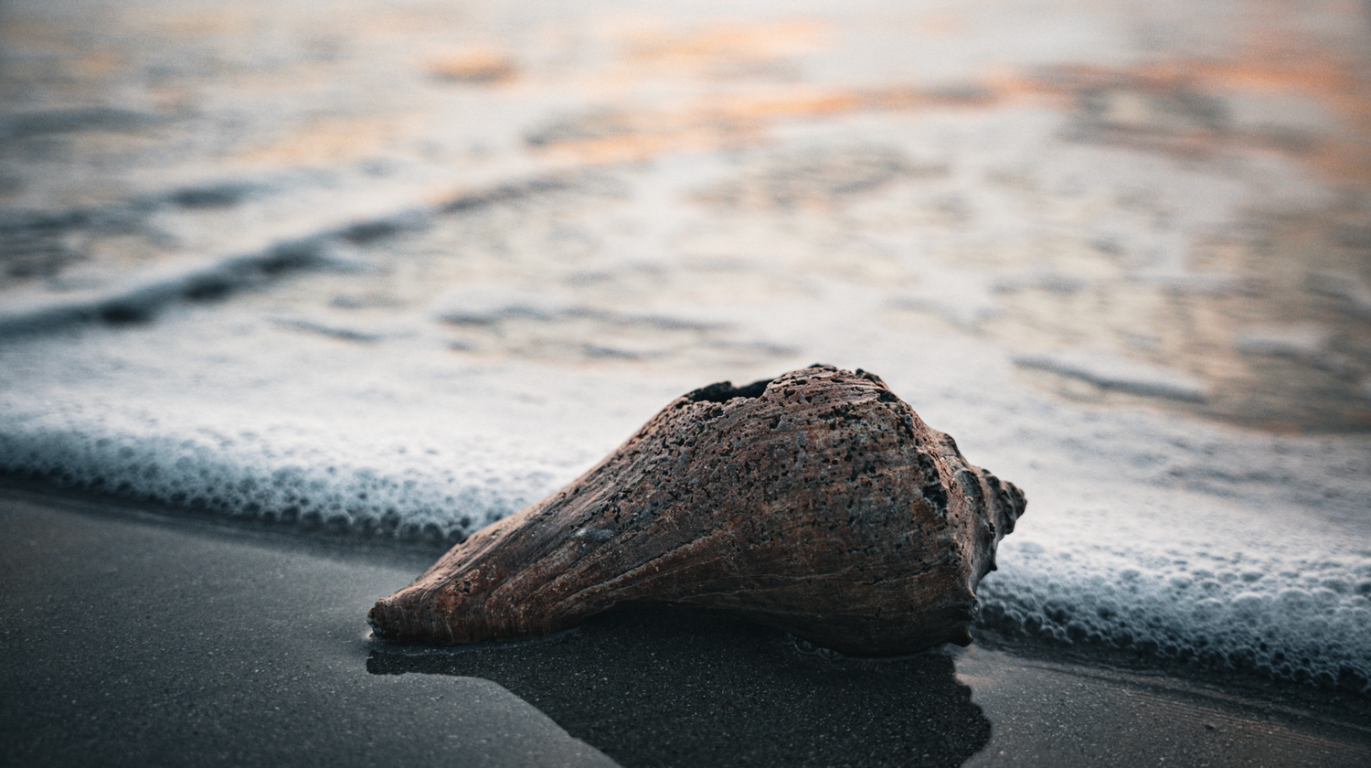 Whelk Shell Photos, Download The BEST Free Whelk Shell Stock Photos ...