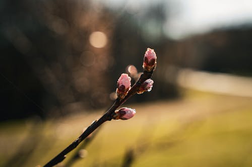 A close up of a small flower bud on a branch