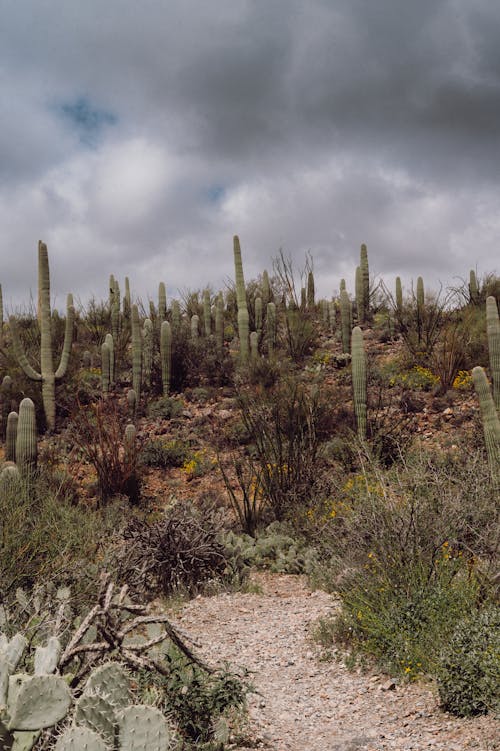 Darmowe zdjęcie z galerii z flora, kaktusy, natura