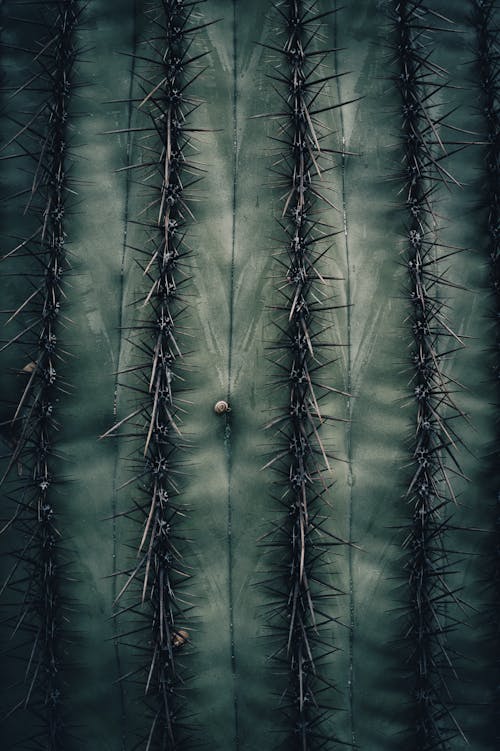 Imagine de stoc gratuită din abraziv, ace, cactus