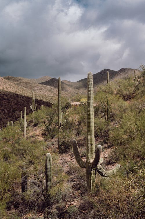 Darmowe zdjęcie z galerii z jałowy, kaktus, krzaki