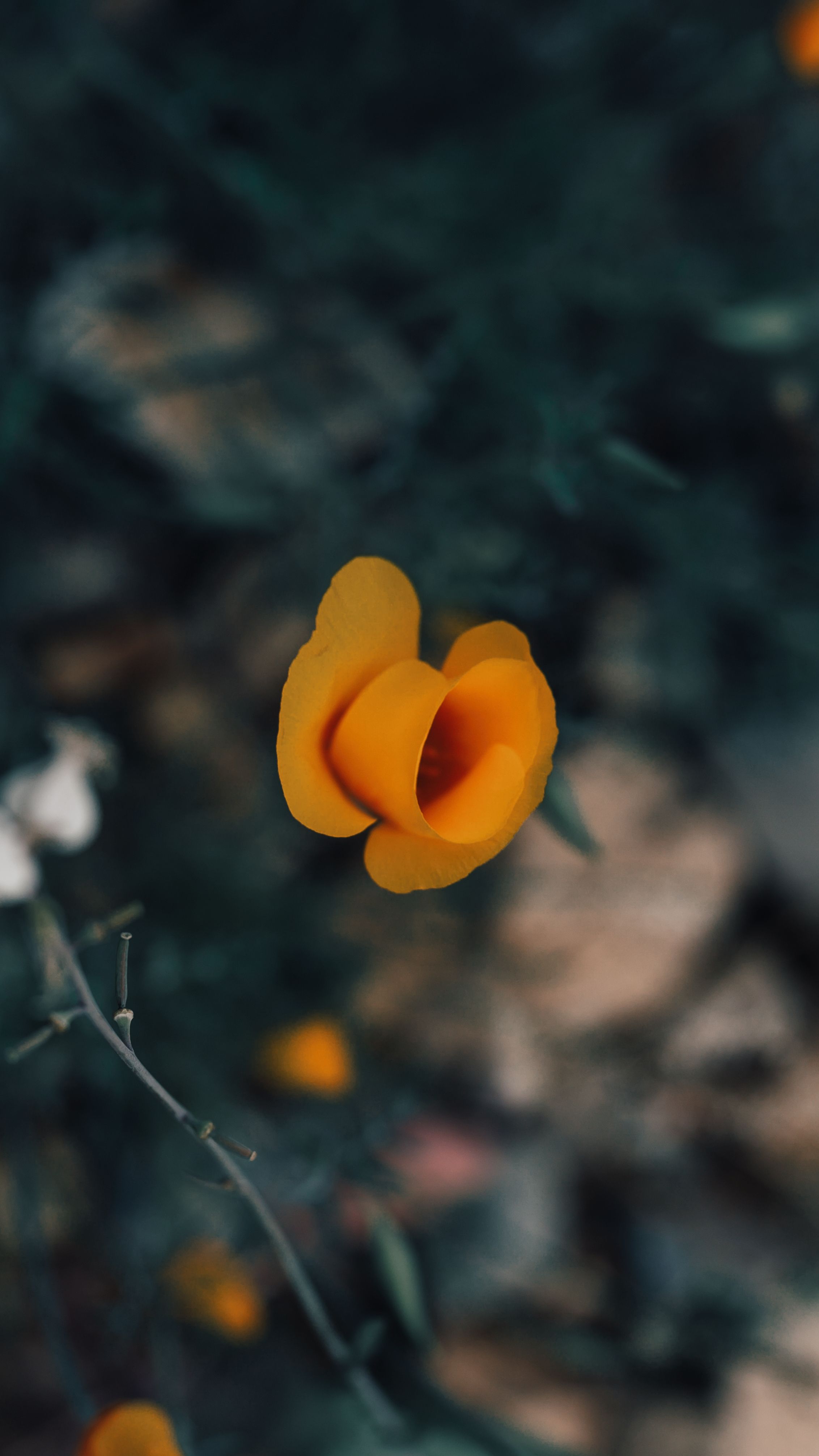 A stunning close-up of a vibrant orange flower amidst blurred natural foliage, showcasing delicate petals.